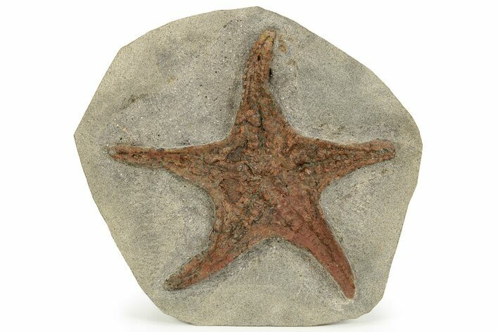 Ordovician Fossil Starfish - Morocco #233023